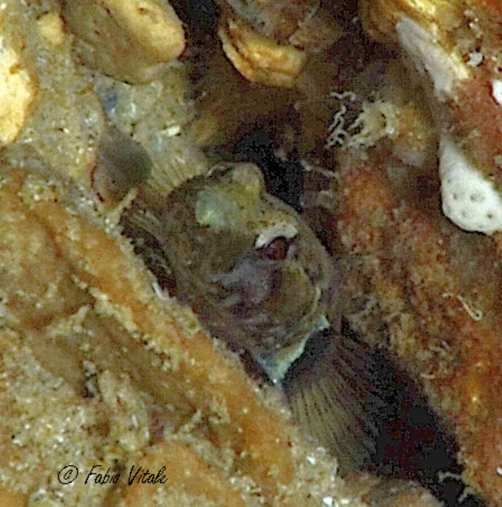 Pescetto elusivo in grotta: Chromogobius zebratus